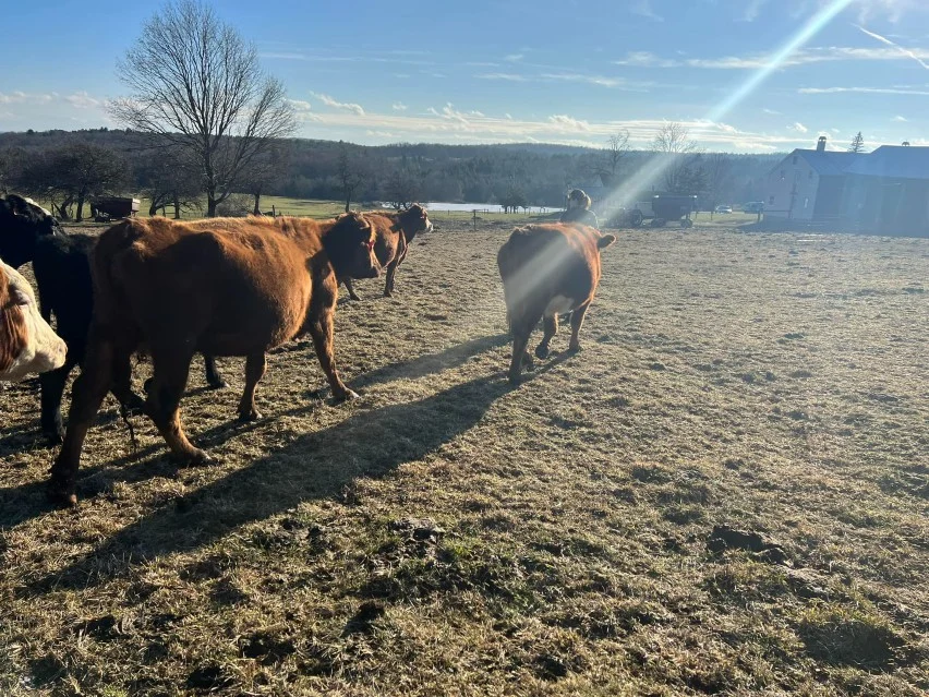 Pure Farm-to-Table Meat Quality